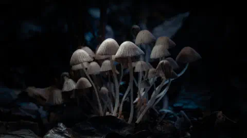 Palworld 1.0 Mysterious Mushroom: Best Locations, Farming & Uses